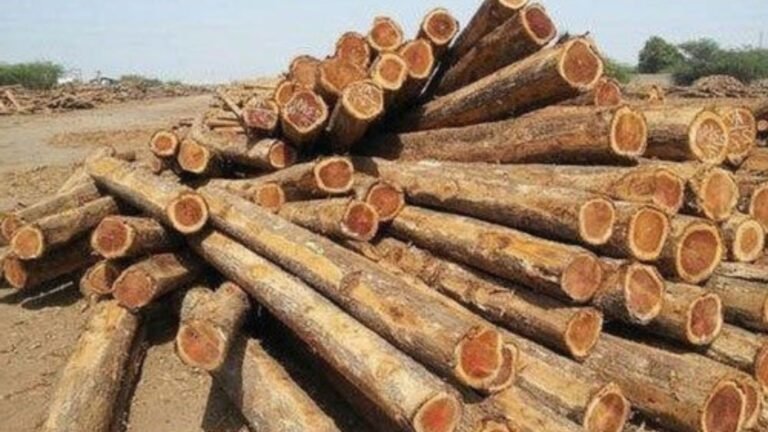 Eco-Friendly Uses Of Teak Lumber