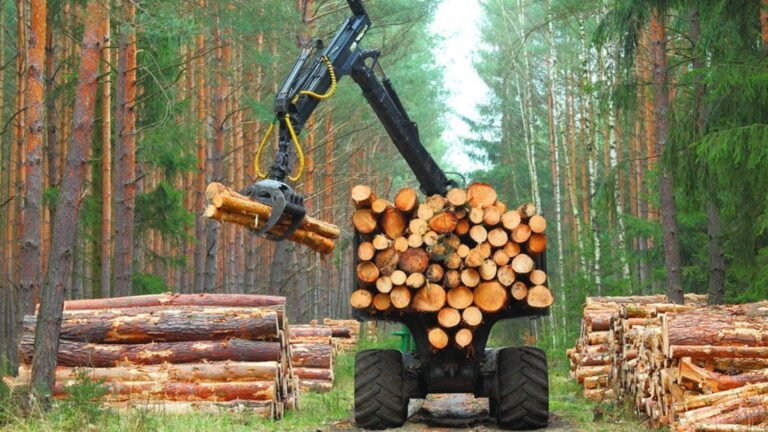 Lumber Industry Innovations And Sustainability