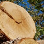 Lumber Suppliers for Reliable Quality