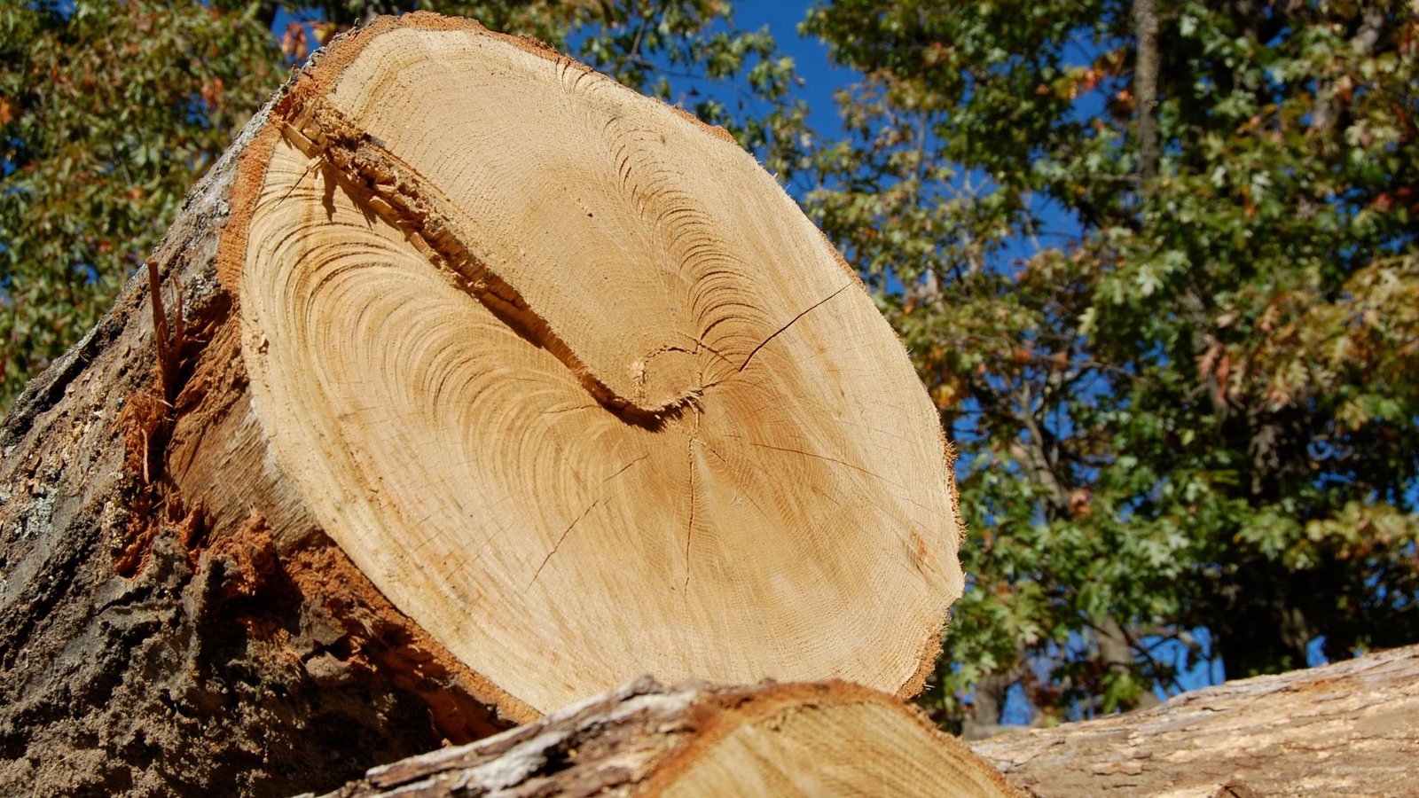 Lumber Suppliers for Reliable Quality