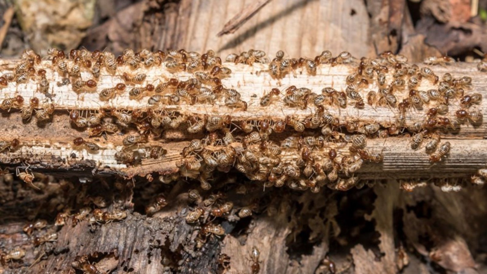 Protecting Lumber from Termites and Other Pests