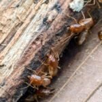 Protecting Lumber from Termites and Other Pests