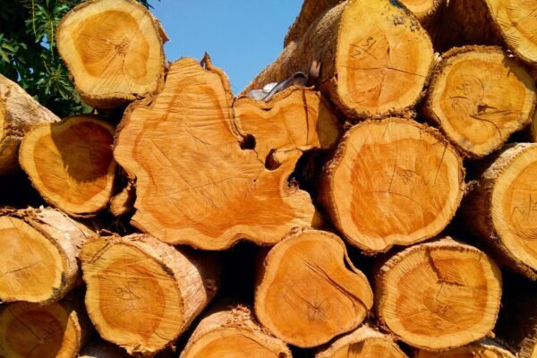 Sustainable Sources Of Teak Lumber