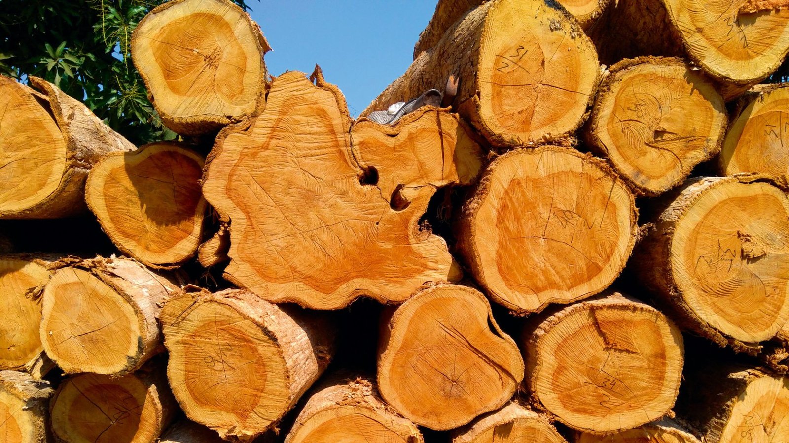 Sustainable Sources Of Teak Lumber