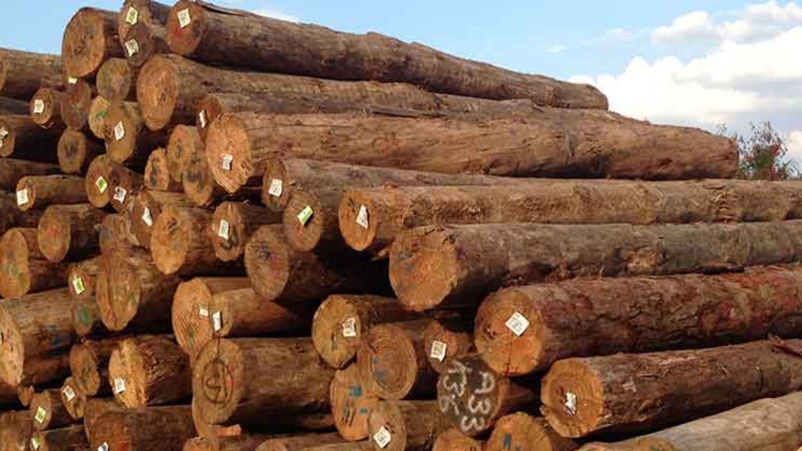 Teak Lumber Suppliers for Premium Quality Materials